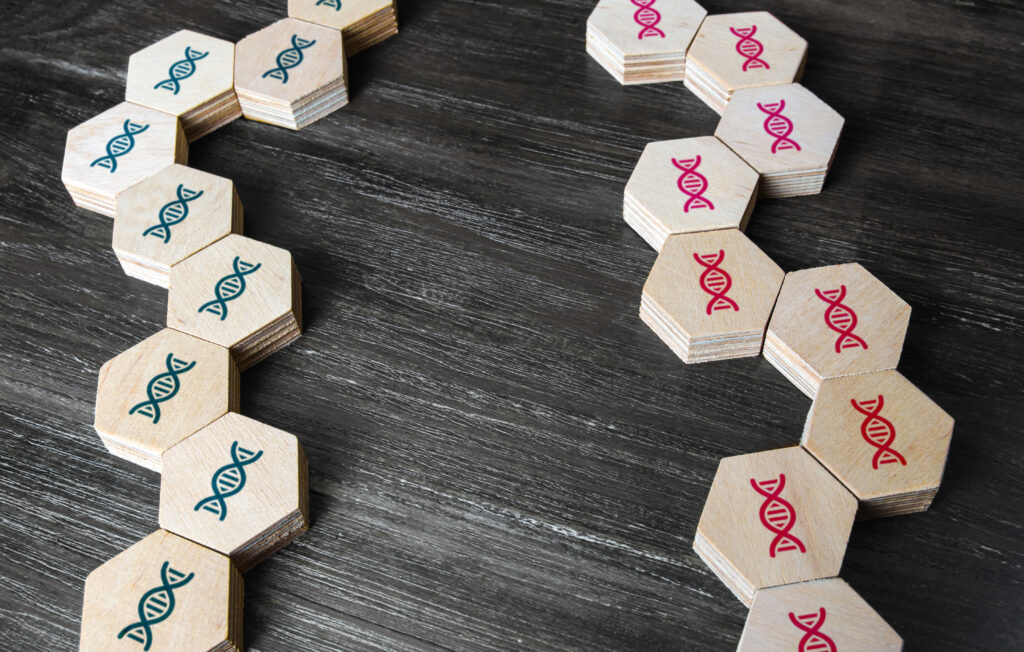 Bausteine aus Holz in sechseckiger Form auf denen rote und blaue Symbole dargestellt sind, die Gene symbolisieren sollten