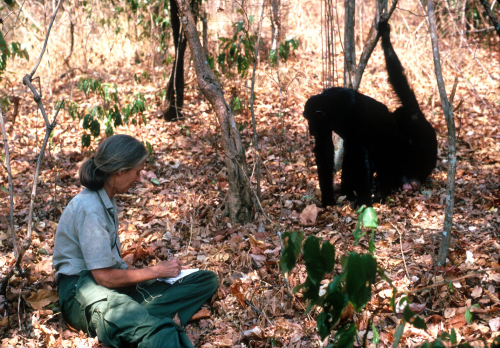 Jane Goodall sitzt am Boden und macht sich Notizen. Ihr gegenüber ein Schimpane