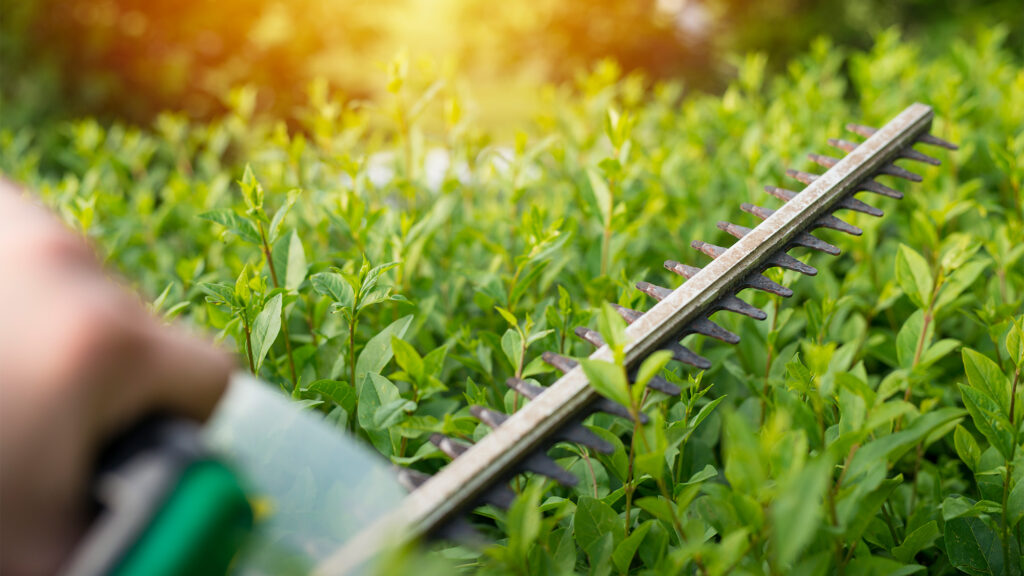 Julian Kendler erklärt, wie präziser Heckenschnitt und nachhaltige Gartenpflege Gärten auch bei heißen Sommern gesund erhalten. Kendler Services setzt auf innovative Techniken.