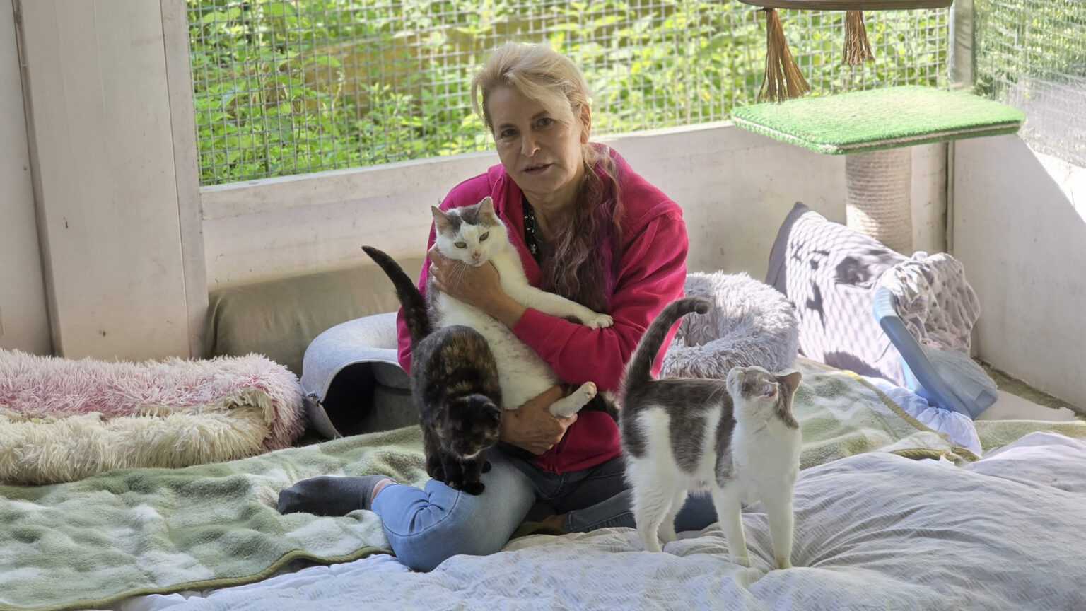 Im Schutzengeldorf finden behinderte und beeinträchtigte Katzen Schutz, medizinische Betreuung und ein liebevolles Zuhause mit besonderer Pflege.