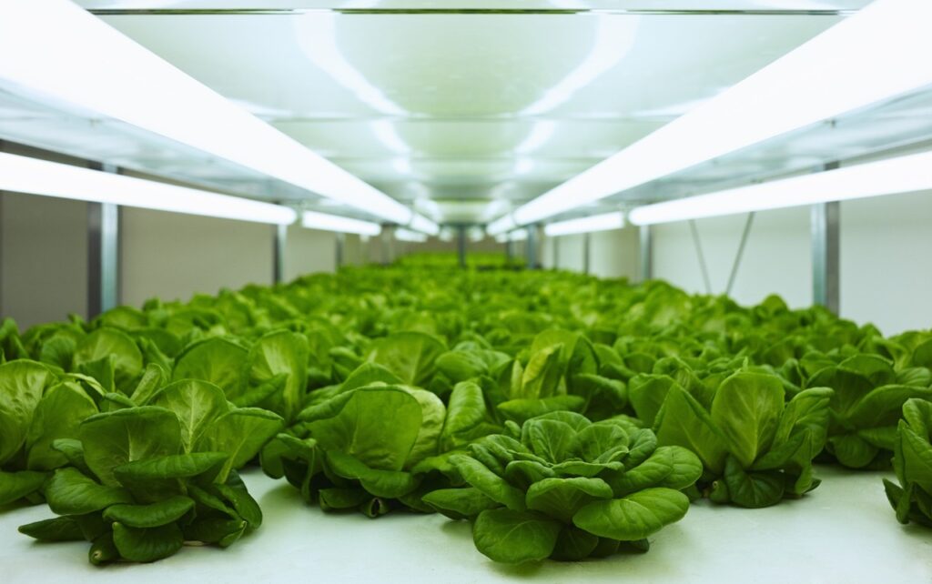 Innenansicht einer Anlage für Vertical Farming mit beleuchteten Pflanzenregalen in kontrollierter Umgebung – Foto: jayy / Pixabay