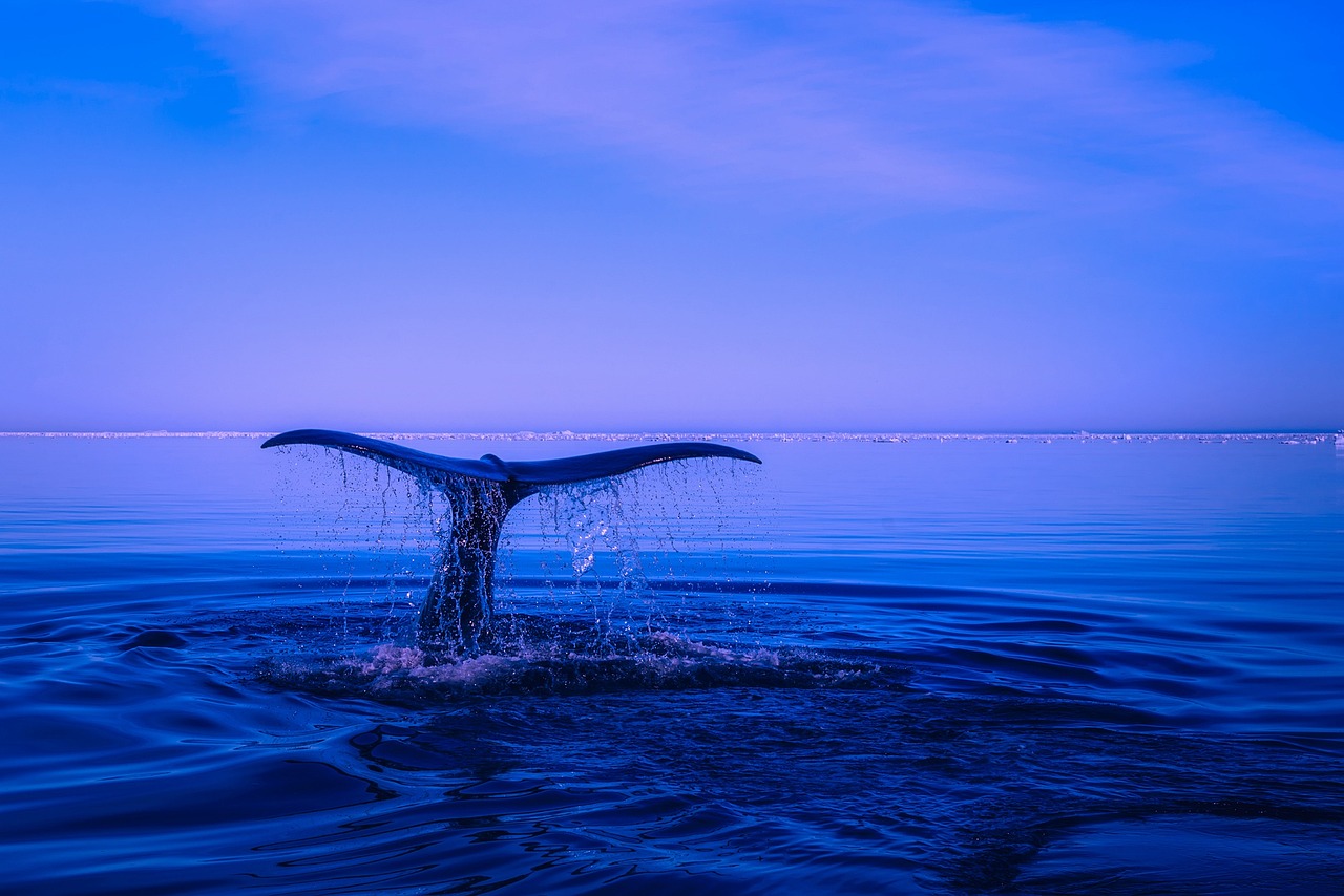 Eine Forschungsboje auf dem offenen Meer symbolisiert die Klimaforschung Ozean und die Messung von Kohlenstoffaufnahme – Foto: 12019 / Pixabay