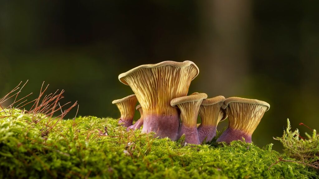 Das Bild zeigt eine ruhige Forschungsstation mit Feldausrüstung, die sinnbildlich für die Arbeit rund um den Biodiversitätsgipfel steht – Foto: adege / Pixabay