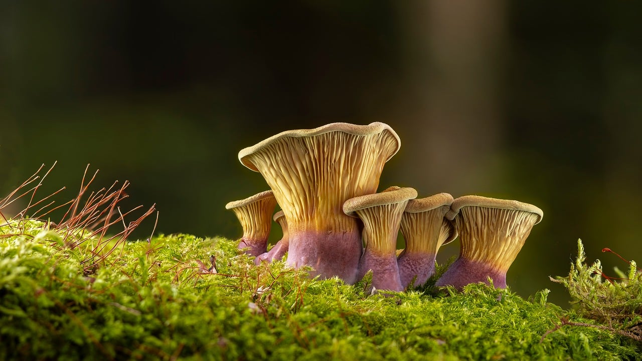 Das Bild zeigt eine ruhige Forschungsstation mit Feldausrüstung, die sinnbildlich für die Arbeit rund um den Biodiversitätsgipfel steht – Foto: adege / Pixabay