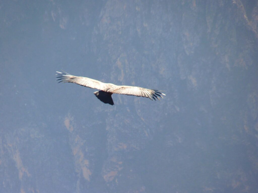 Ein großer Greifvogel gleitet mit ausgebreiteten, unbewegten Schwingen über Berggipfel – ein Sinnbild für die neue Segelflug-Forschung zur Energieeffizienz von Wildvögeln – Foto: LoggaWiggler / Pixabay