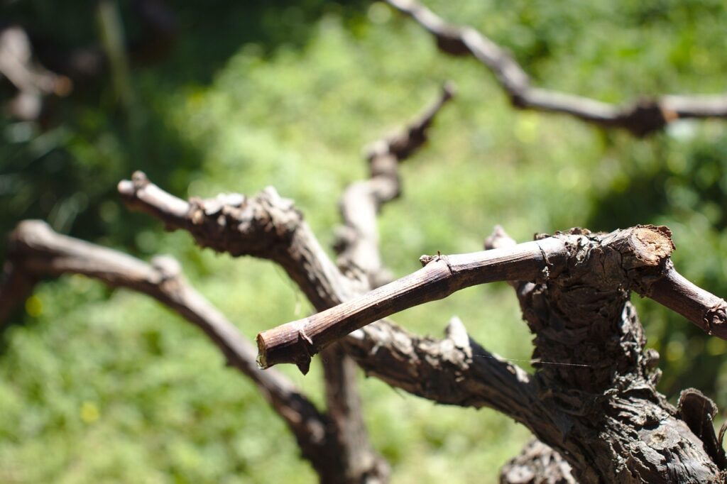 Ein robotischer Greifarm nähert sich im Rahmen eines Forschungsprojekts einer Weinrebe, wie ihn der neue Rebschnitt-Roboter nutzen soll – Foto: MichaelTampakakis / Pixabay