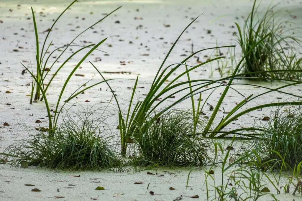 Ein naturnaher Tümpel mit Schilf und Wasserpflanzen steht sinnbildlich für die Artenvielfalt-Forschung an Kleingewässern – Foto: Didgeman / Pixabay
