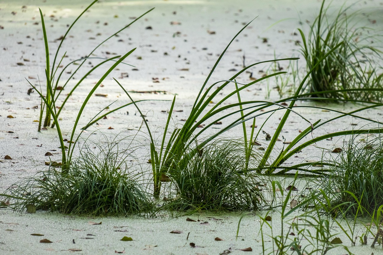 Ein naturnaher Tümpel mit Schilf und Wasserpflanzen steht sinnbildlich für die Artenvielfalt-Forschung an Kleingewässern – Foto: Didgeman / Pixabay